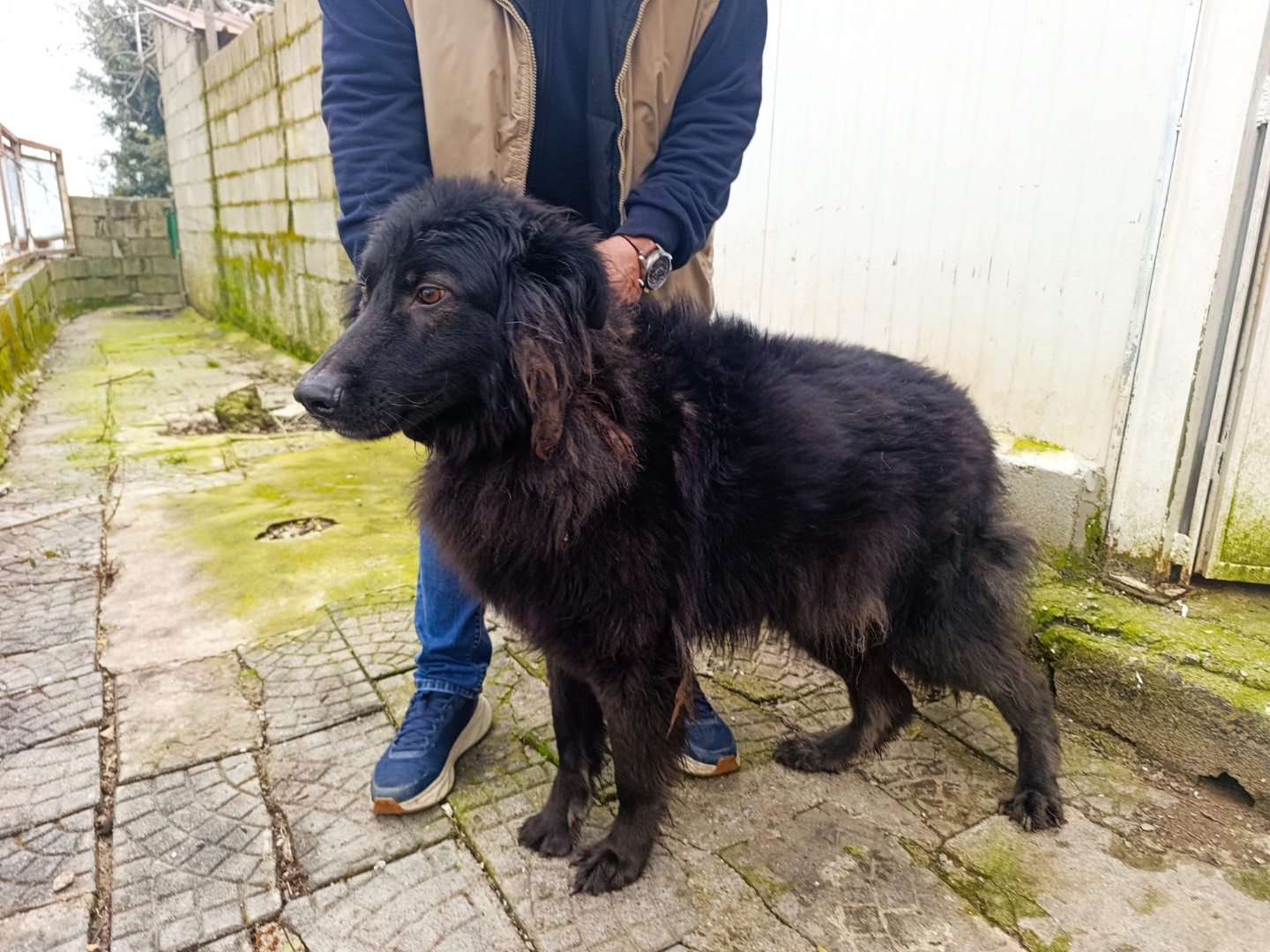 Vuoi adottare un cane a Firenze?