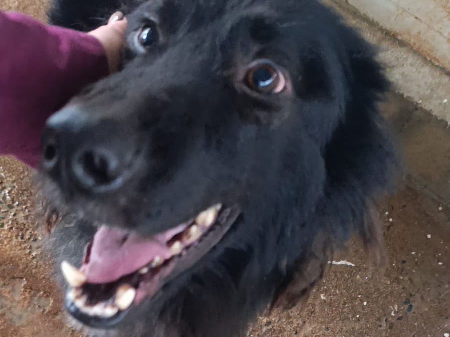 Adotta il cane Buster a Firenze