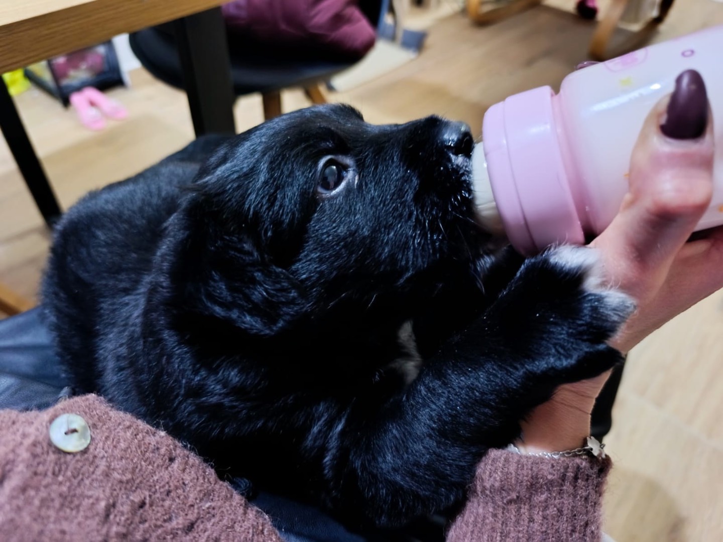 Adozione cane, maschio, Razza sconosciuta Razza sconosciuta, 2 mesi, taglia grande, Venezia