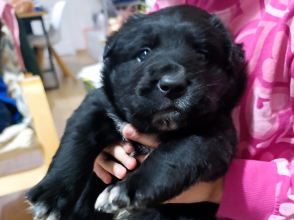 Adotta un cane, maschio, 2 mesi, Venezia