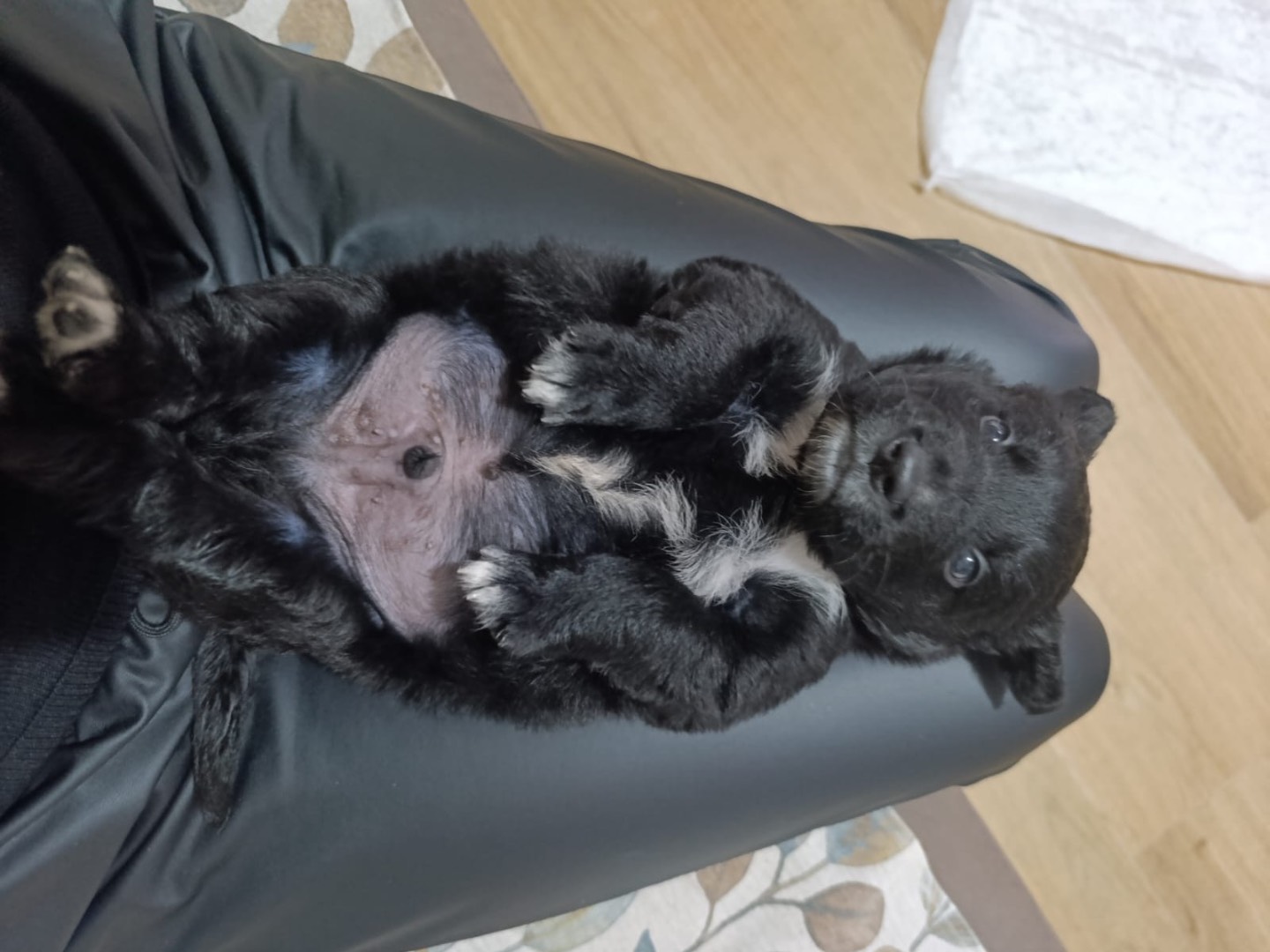 Adotta un cane, taglia grande, maschio, Venezia