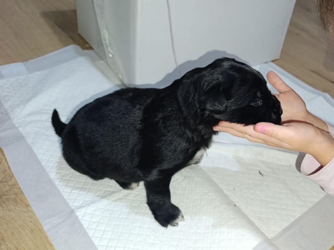 Vuoi adottare un cane a Venezia?