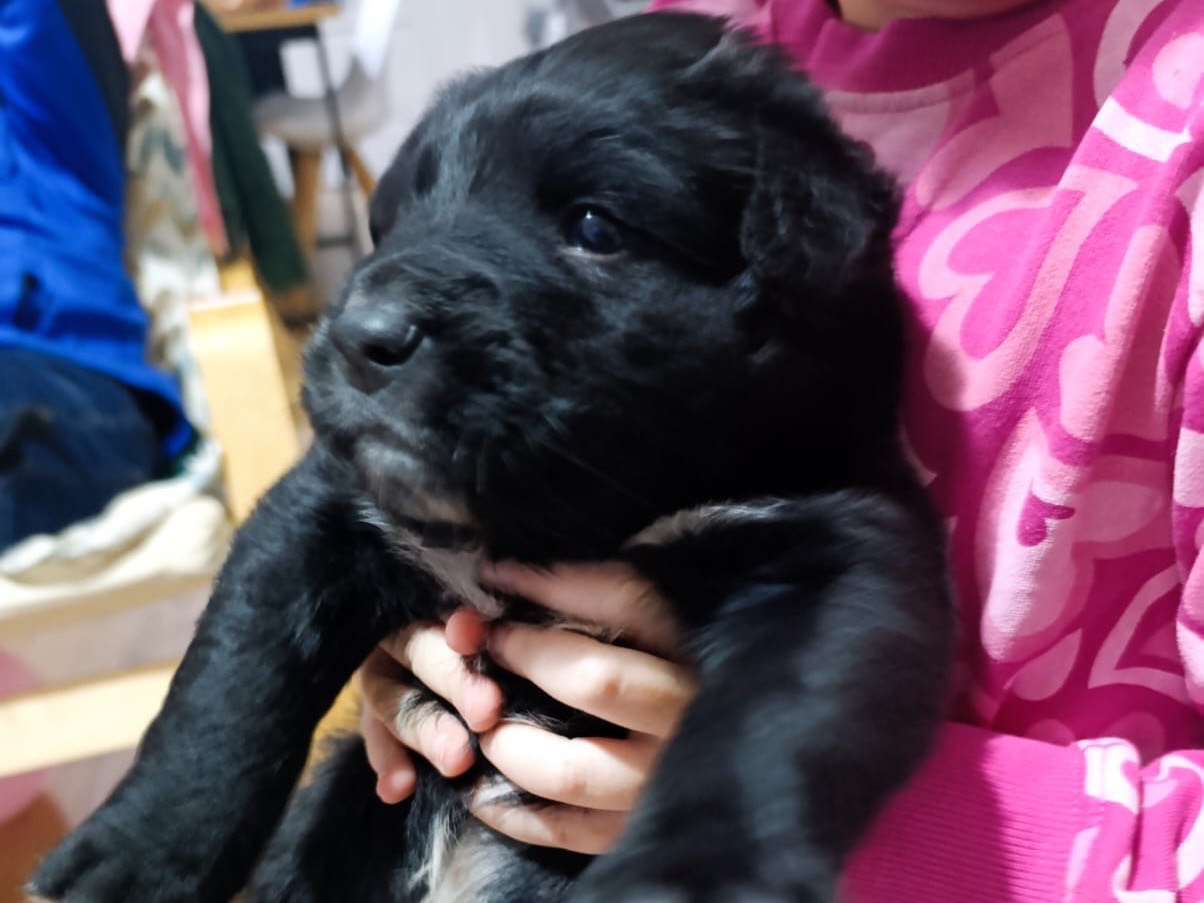 Adotta il cane Blu a Venezia