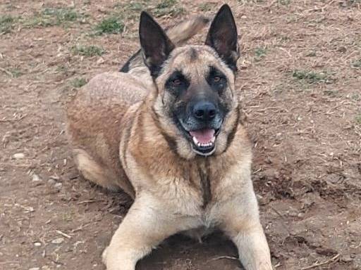 Adotta un cane, maschio, 6 anni e 2 mesi, Mantova