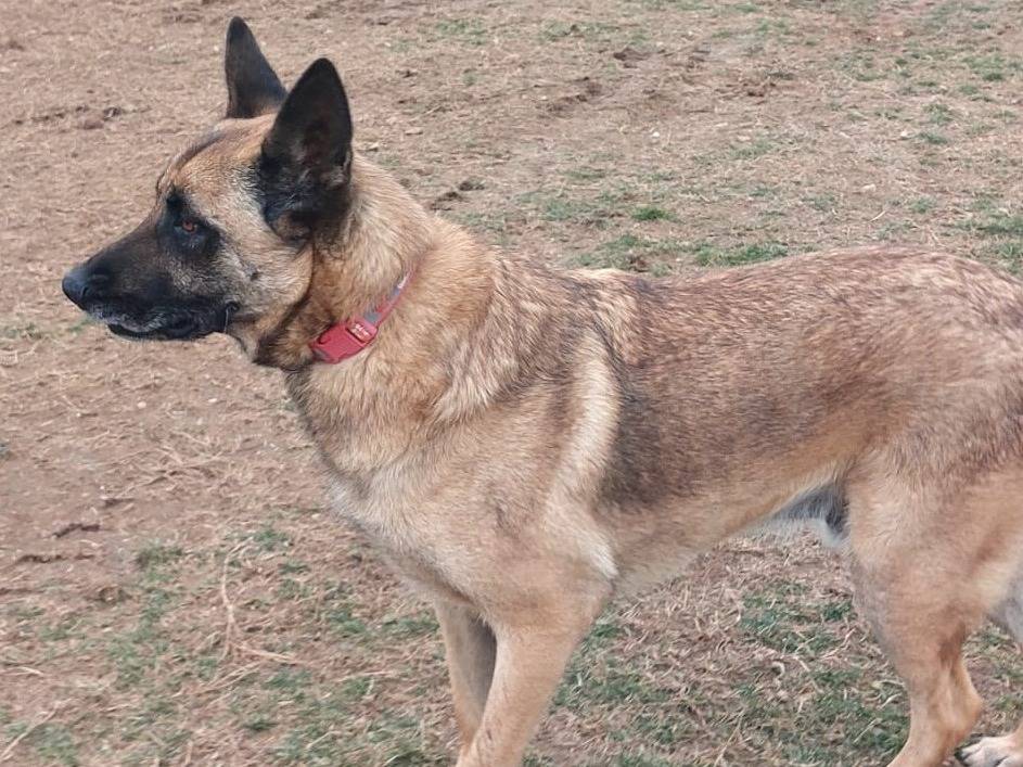 Vuoi adottare un cane a Mantova?