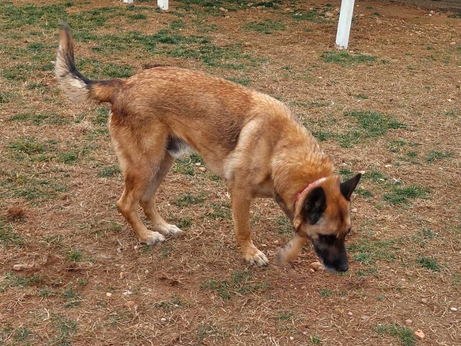 Adotta il cane PoorMax a Mantova