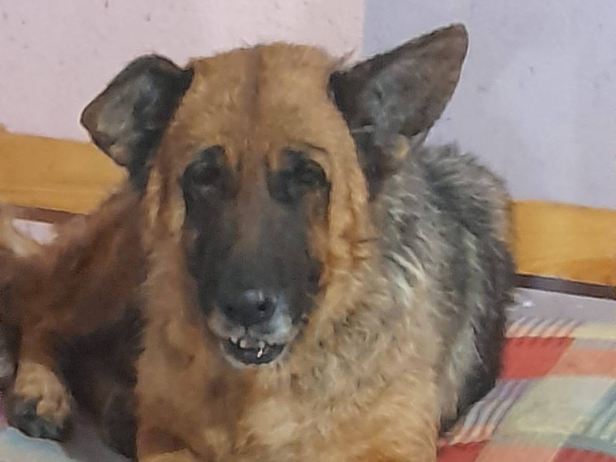 Adozione cane, femmina, Razza sconosciuta Razza sconosciuta, 6 anni e 5 mesi, taglia grande, Mantova