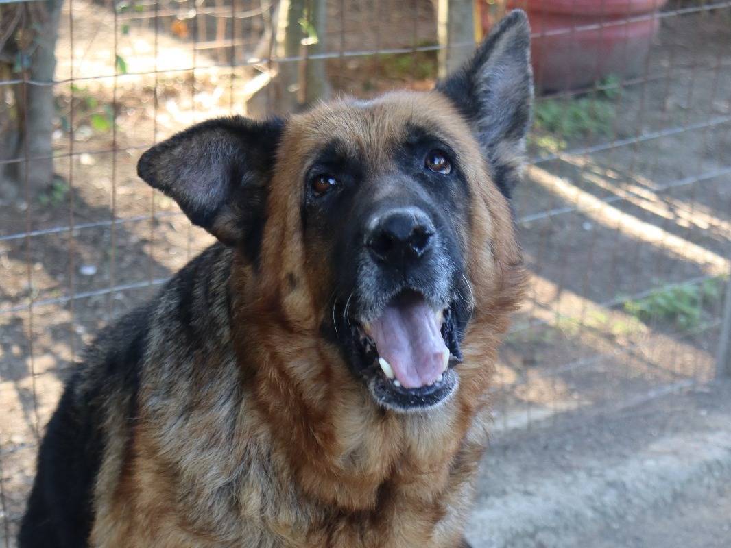 Adotta un cane, femmina, 6 anni e 5 mesi, Mantova