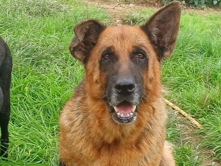 Adotta un cane, taglia grande, femmina, Mantova
