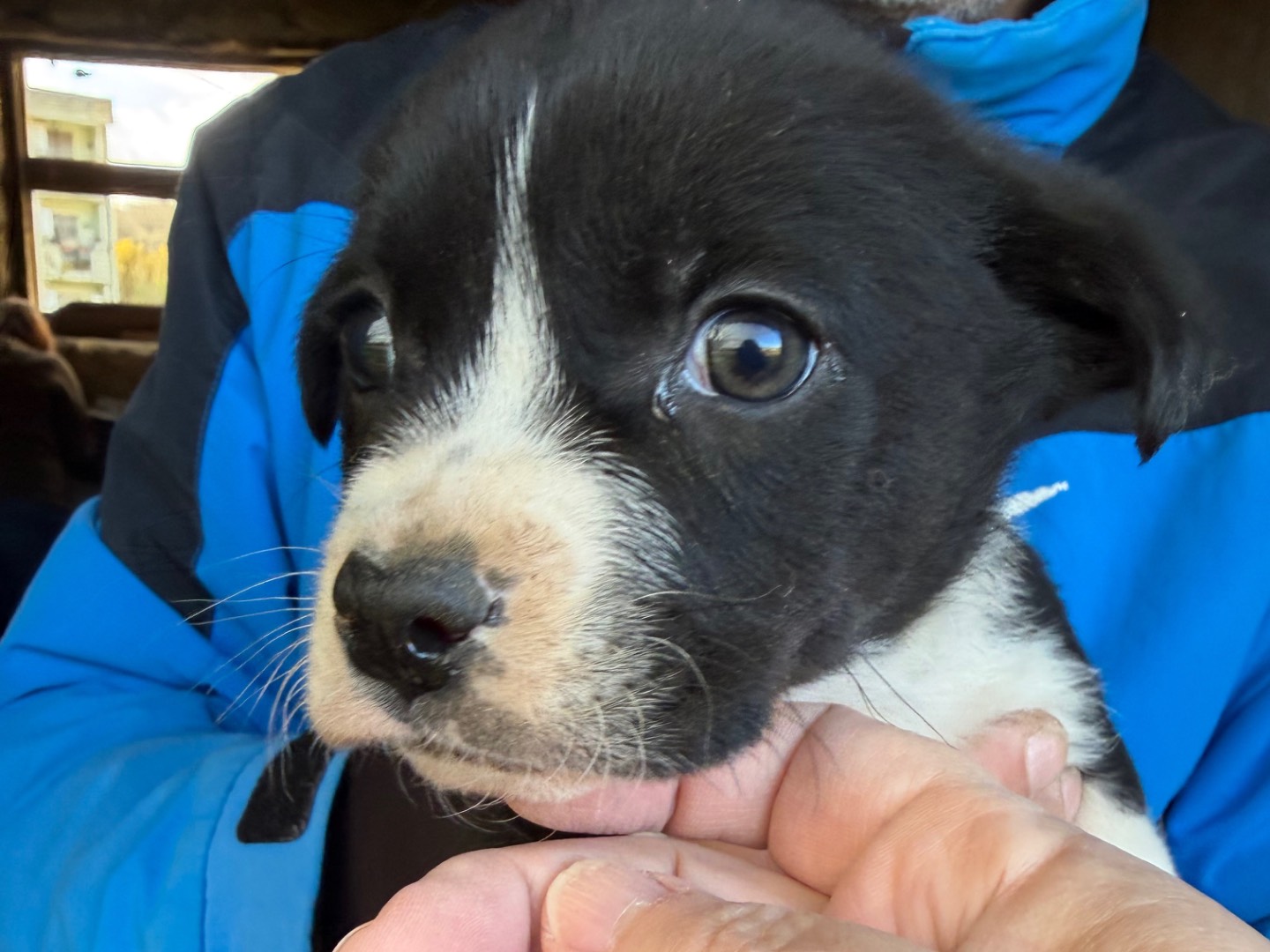 Adozione cane, maschio, Razza sconosciuta Razza sconosciuta, 2 mesi, taglia media contenuta, Catanzaro