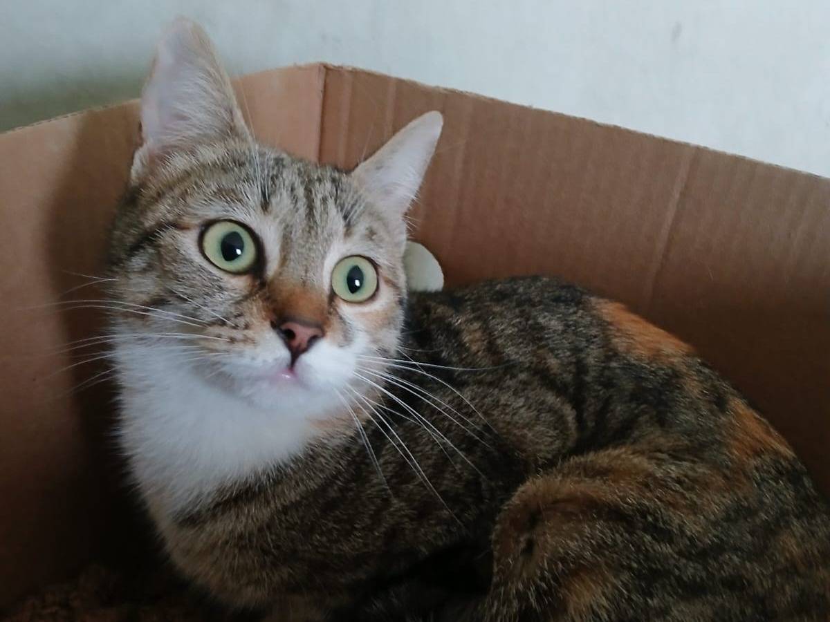 Adozione gatto, femmina, Razza sconosciuta Razza sconosciuta, 1 anno, taglia non valida, Bari