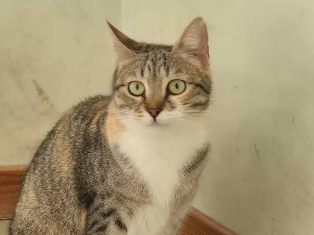 Adotta un gatto, femmina, 1 anno, Bari