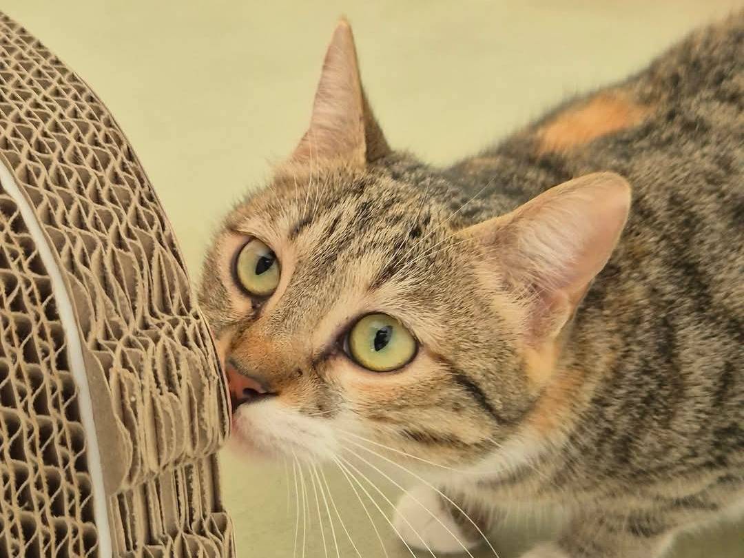 Vuoi adottare un gatto a Bari?