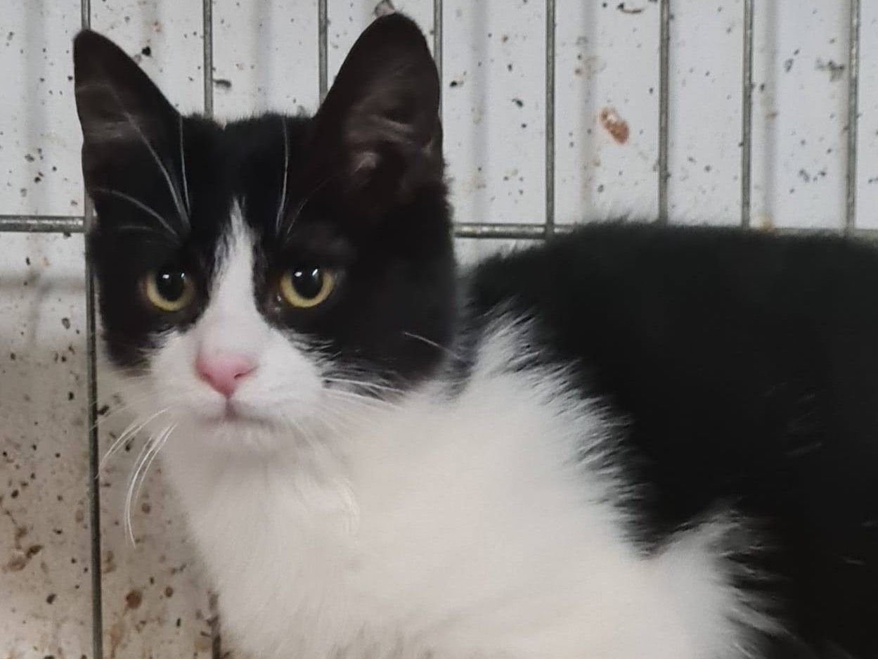 Vuoi adottare un gatto a Trento?