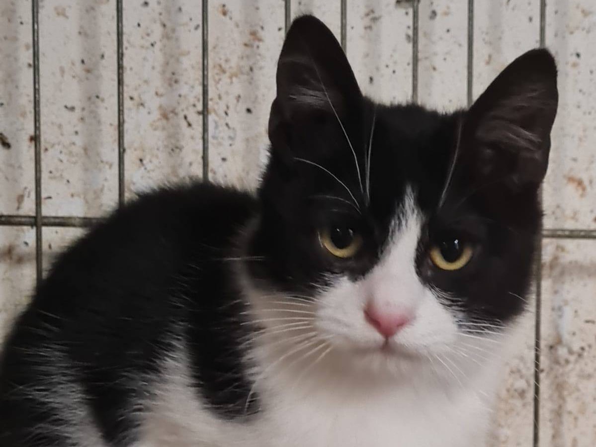 Adotta il gatto Akab a Trento