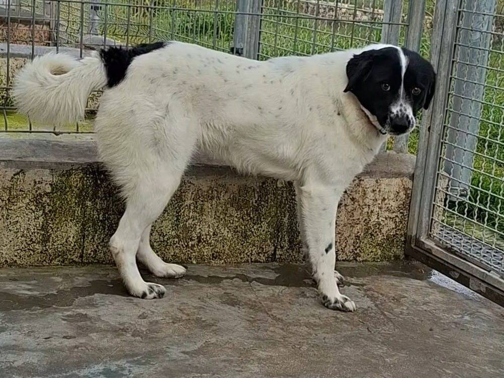 Adozione cane, femmina, Razza sconosciuta Razza sconosciuta, 1 anno e 3 mesi, taglia media, Bari