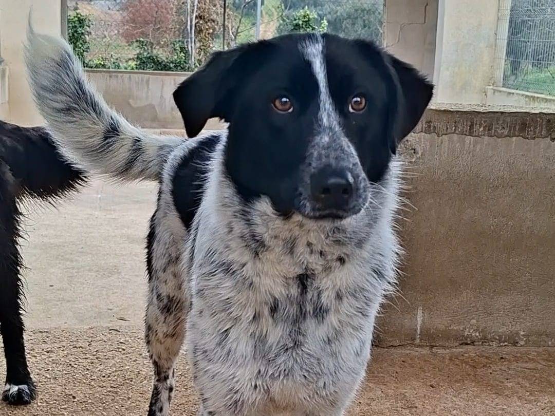 Adozione cane, femmina, Razza sconosciuta Razza sconosciuta, 1 anno e 3 mesi, taglia media, Bari