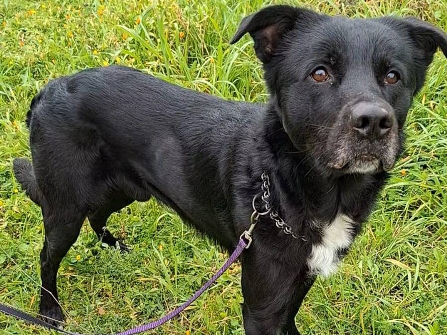Adozione cane, maschio, Razza sconosciuta Razza sconosciuta, 4 anni e 11 mesi, taglia media, Bari