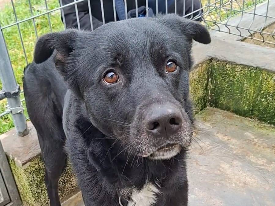 Adotta un cane, maschio, 4 anni e 11 mesi, Bari