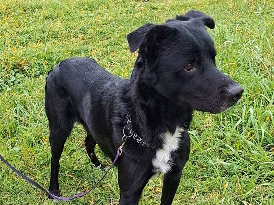 Adotta un cane, taglia media, maschio, Bari