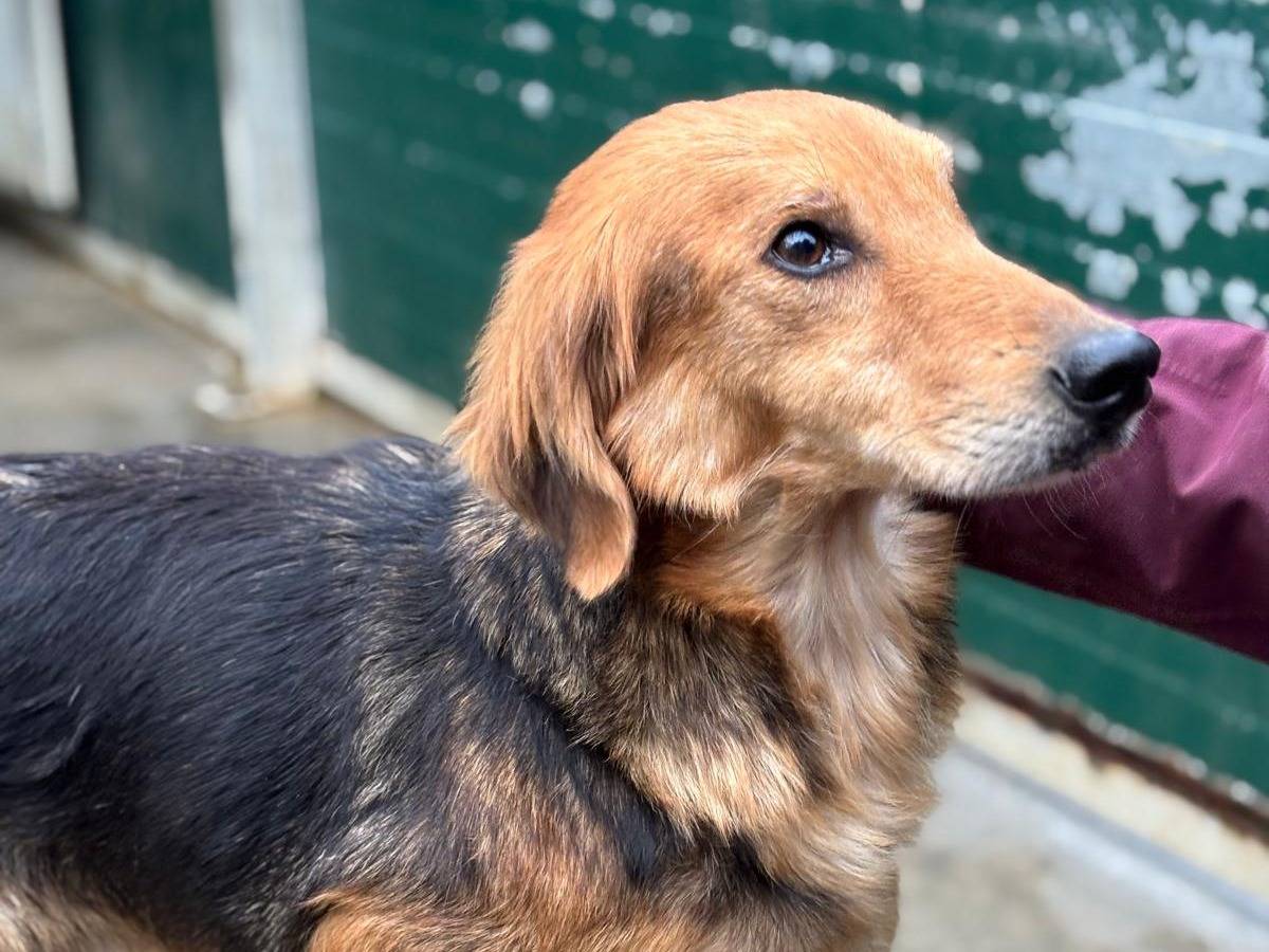 Adozione cane, femmina, Razza sconosciuta Razza sconosciuta, 2 anni e 2 mesi, taglia media, Pisa