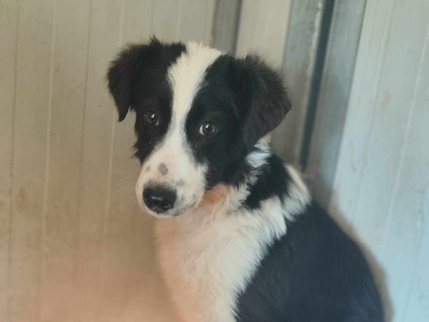 Adozione cane, maschio, Border Collie Razza sconosciuta, 3 mesi, taglia media contenuta, Palermo