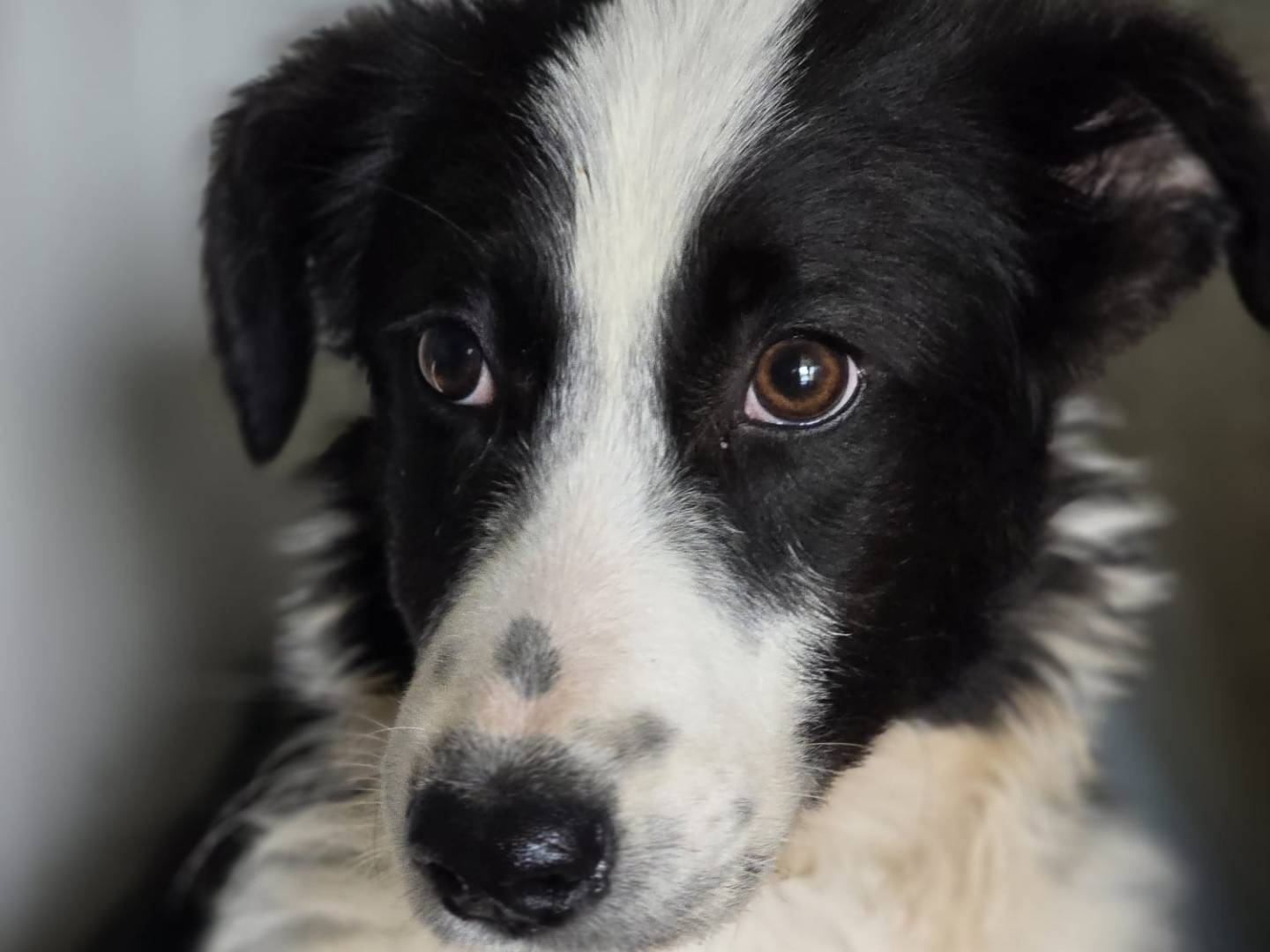 Adotta un cane, maschio, 3 mesi, Palermo