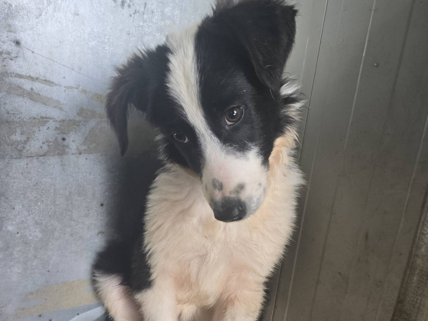 Adotta un cane, taglia media contenuta, maschio, Palermo