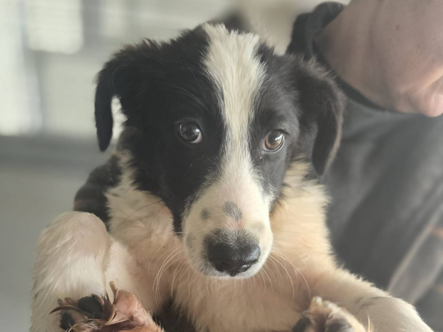 Vuoi adottare un cane a Palermo?