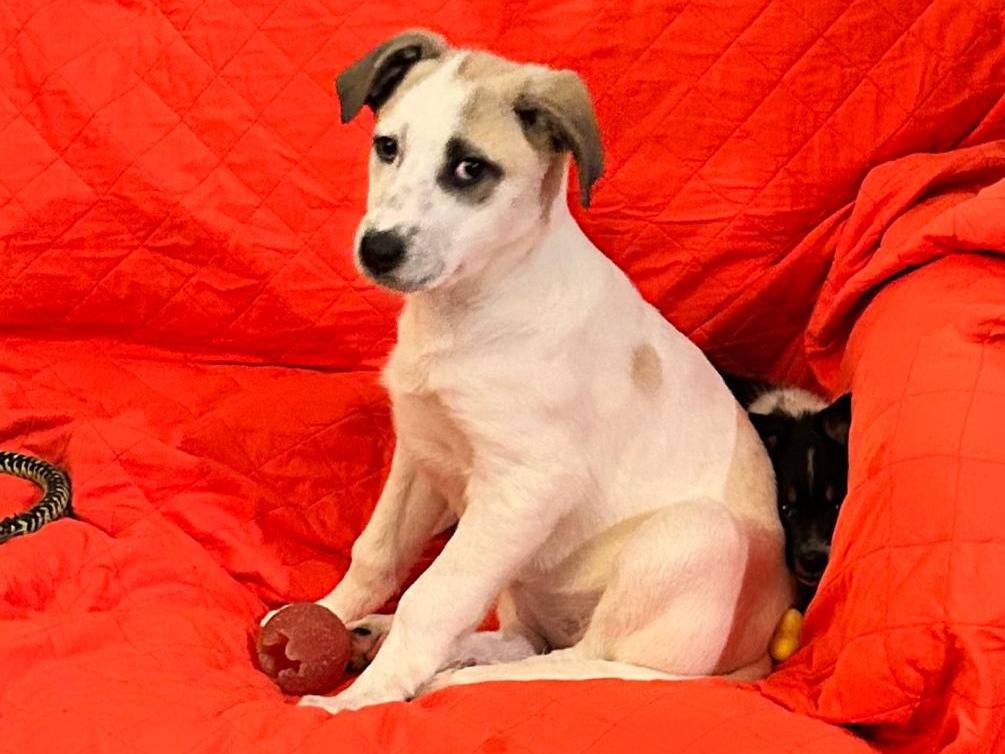 Adotta un cane, femmina, 3 mesi, Padova