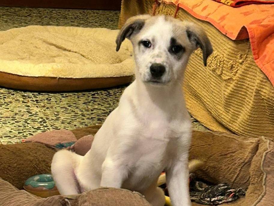 Vuoi adottare un cane a Padova?