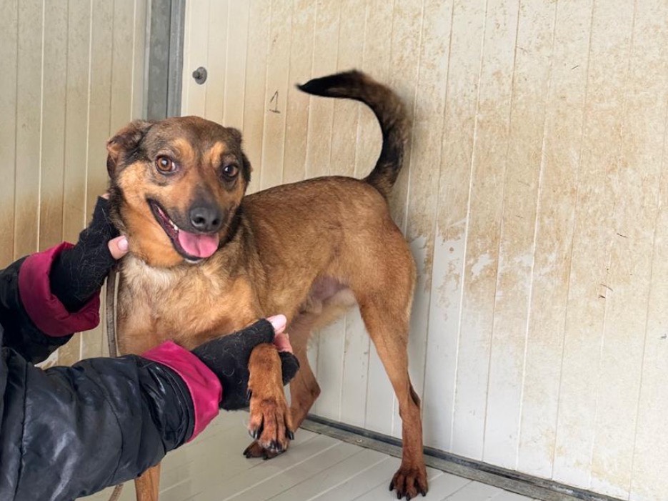 Adozione cane, maschio, Razza sconosciuta Razza sconosciuta, 4 anni e 9 mesi, taglia piccola, Latina