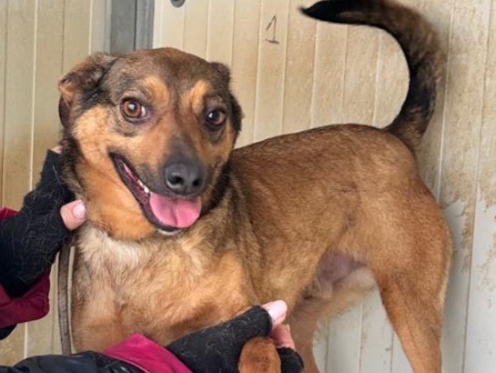 Adotta un cane, maschio, 4 anni e 9 mesi, Latina