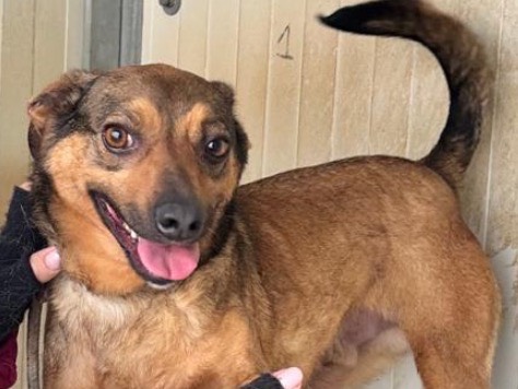 Adotta un cane, taglia piccola, maschio, Latina