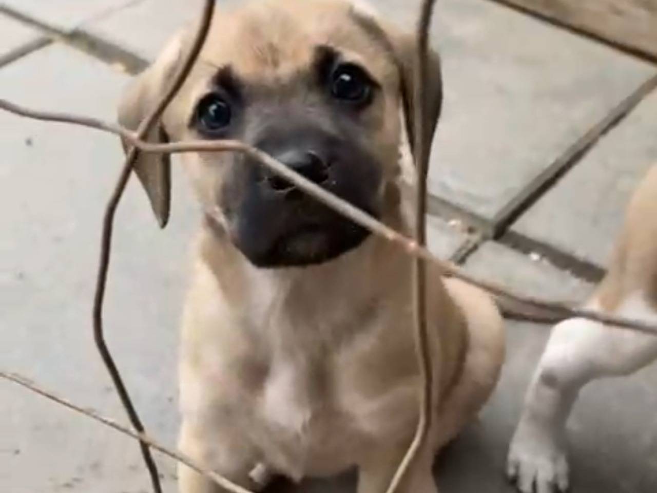 Vuoi adottare un cane a Chieti?