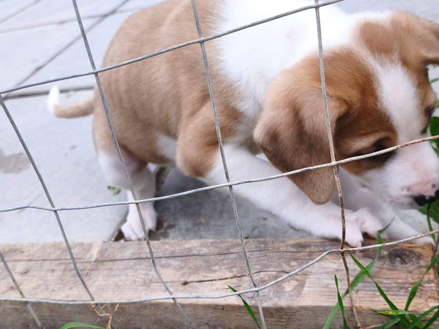 Vuoi adottare un cane a Chieti?
