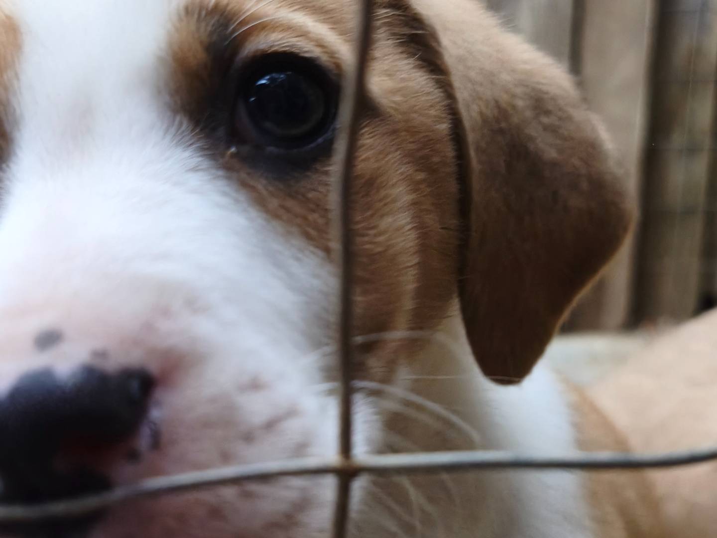 Adotta il cane Maya a Chieti