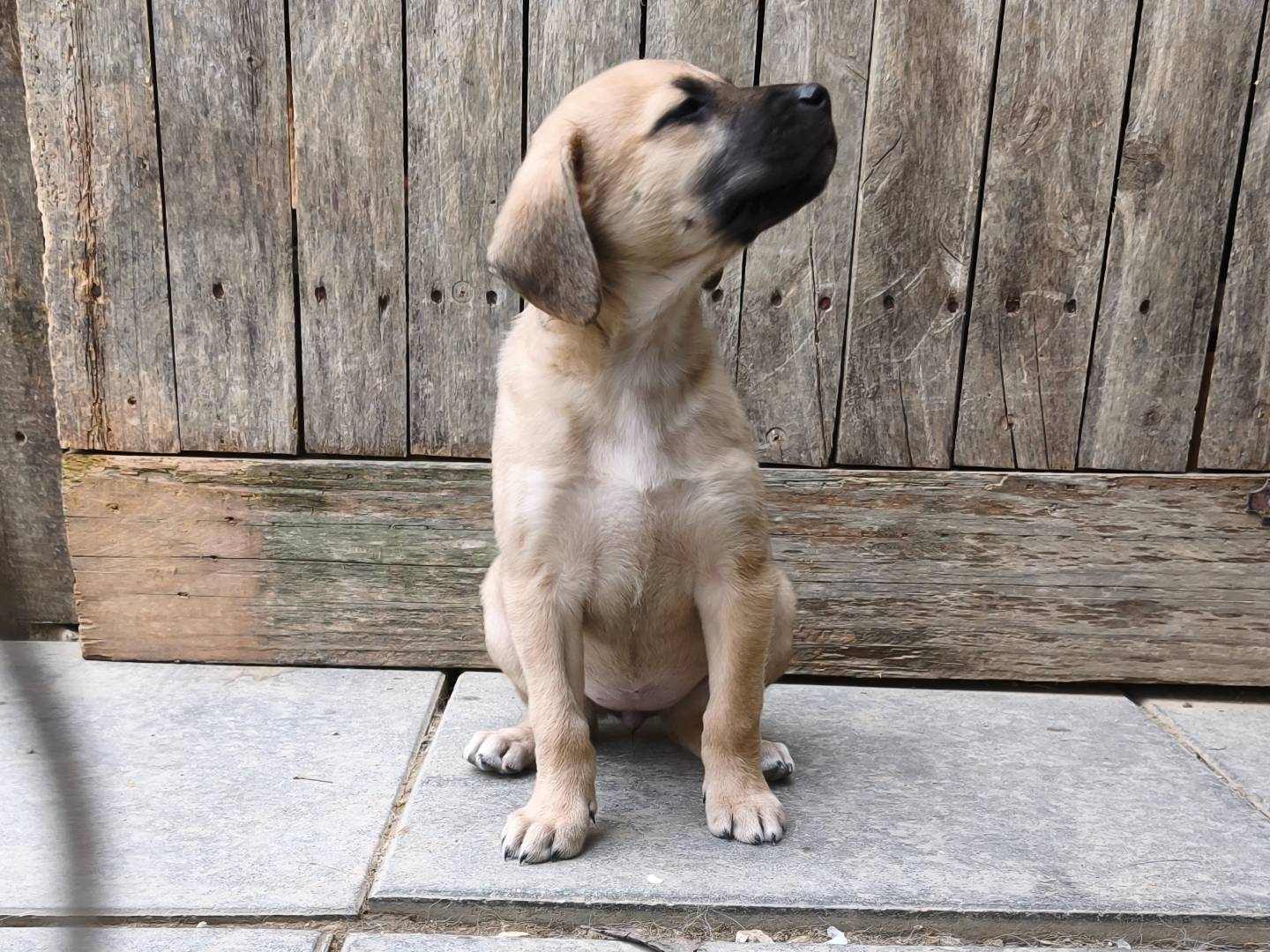 Adozione cane, femmina, Razza sconosciuta Razza sconosciuta, 1 mesi, taglia piccola, Chieti