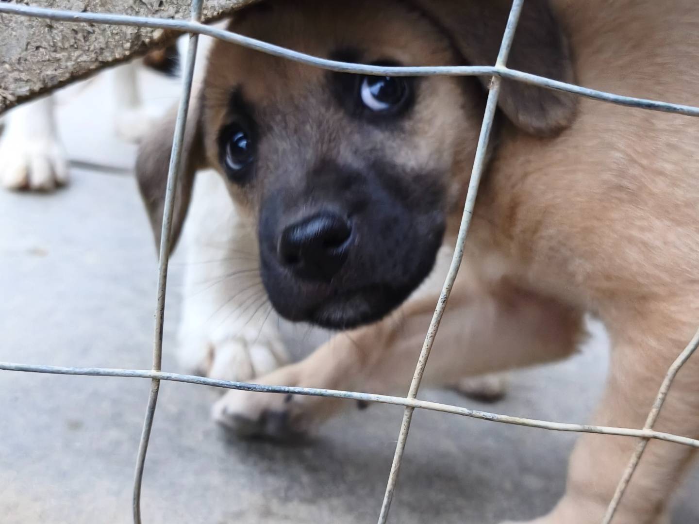 Adotta un cane, femmina, 1 mesi, Chieti