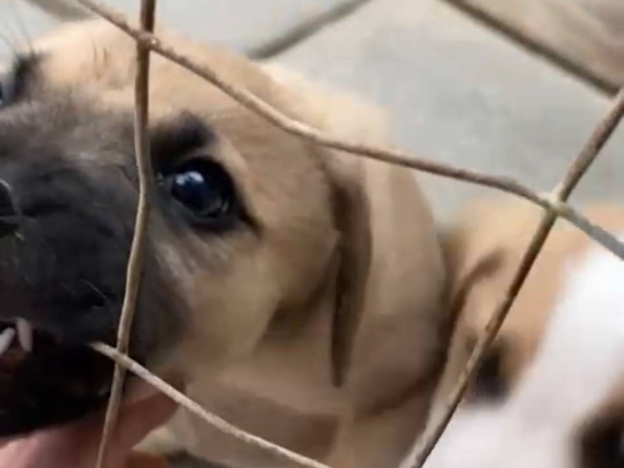 Adotta il cane Sasha a Chieti