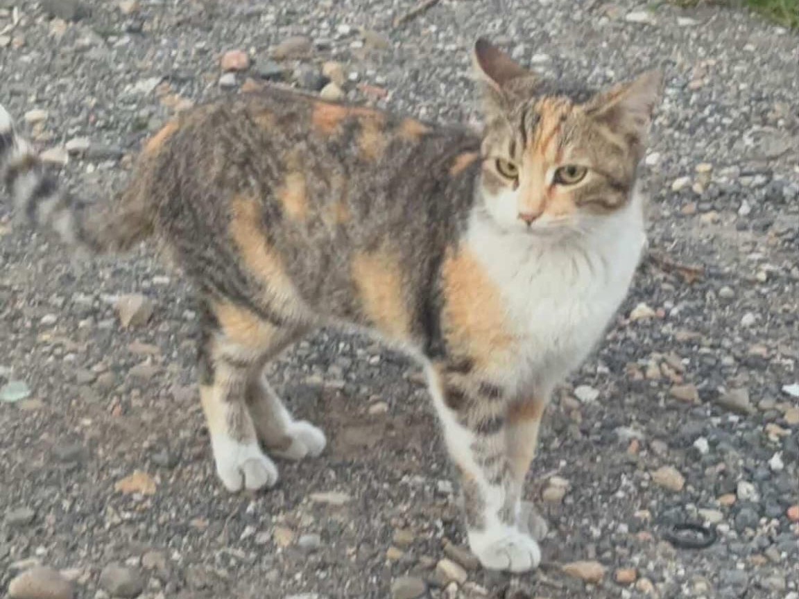 Adotta un gatto, femmina, 7 mesi, Catania