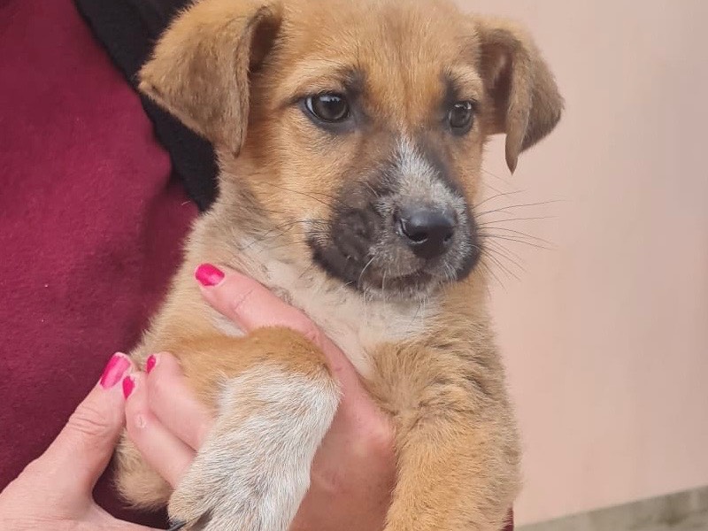 Adozione cane, femmina, Razza sconosciuta Razza sconosciuta, 4 mesi, taglia media, Vibo