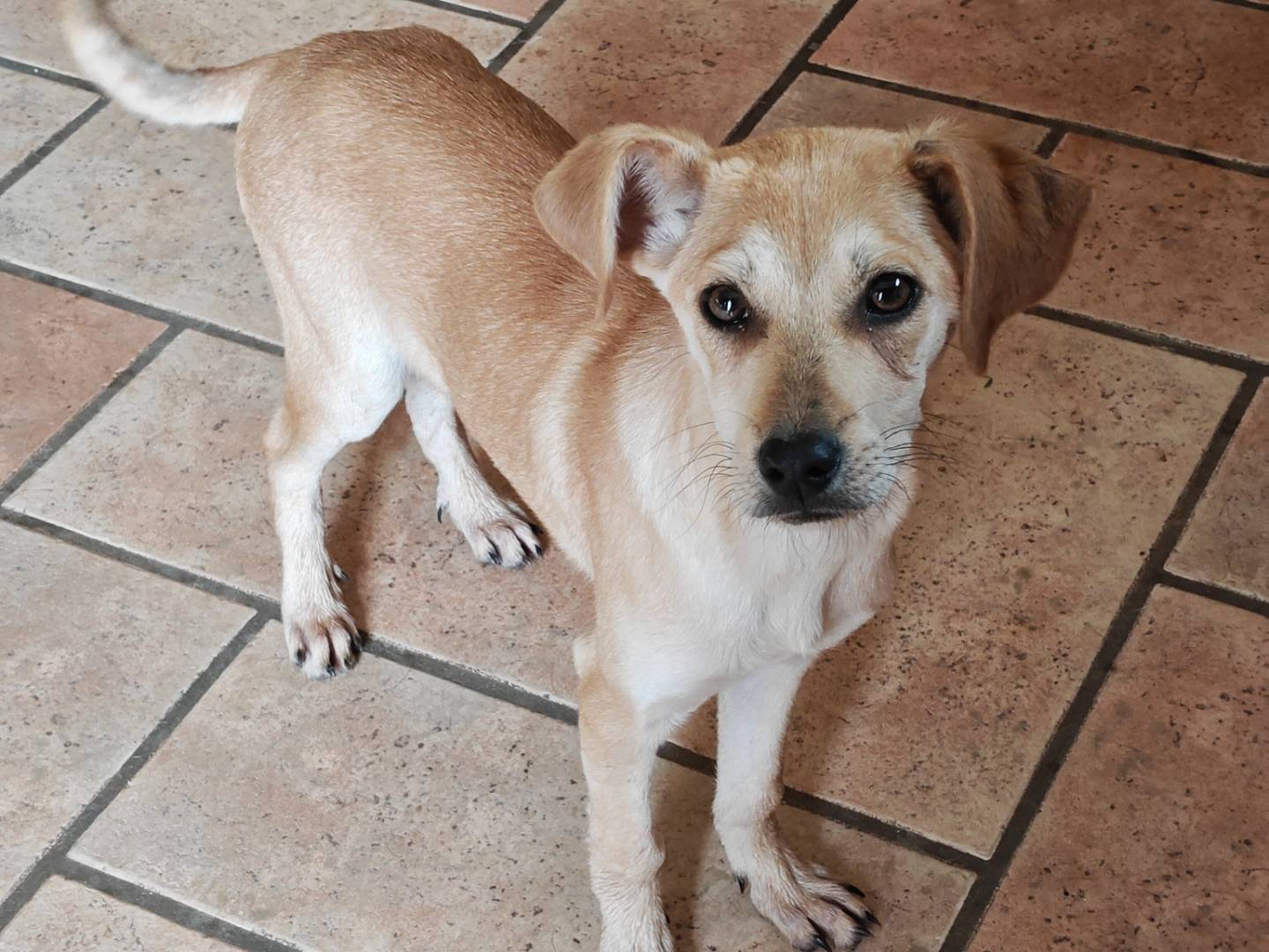 Adozione cane, femmina, Razza sconosciuta Razza sconosciuta, 5 mesi, taglia piccola, Genova