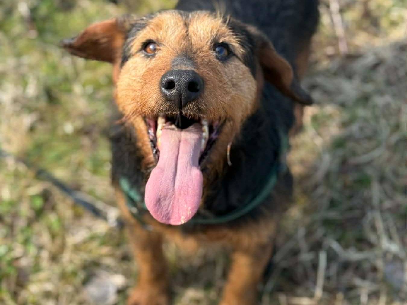 Adozione cane, maschio, Razza sconosciuta Razza sconosciuta, 5 anni, taglia media contenuta, Firenze