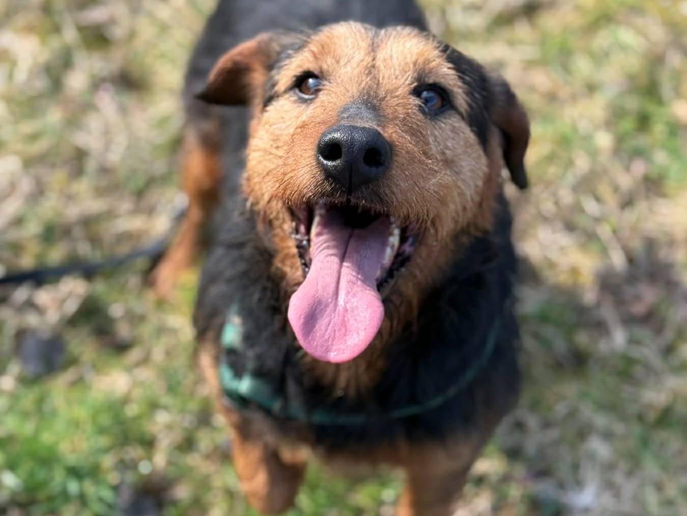 Adotta un cane, maschio, 5 anni, Firenze