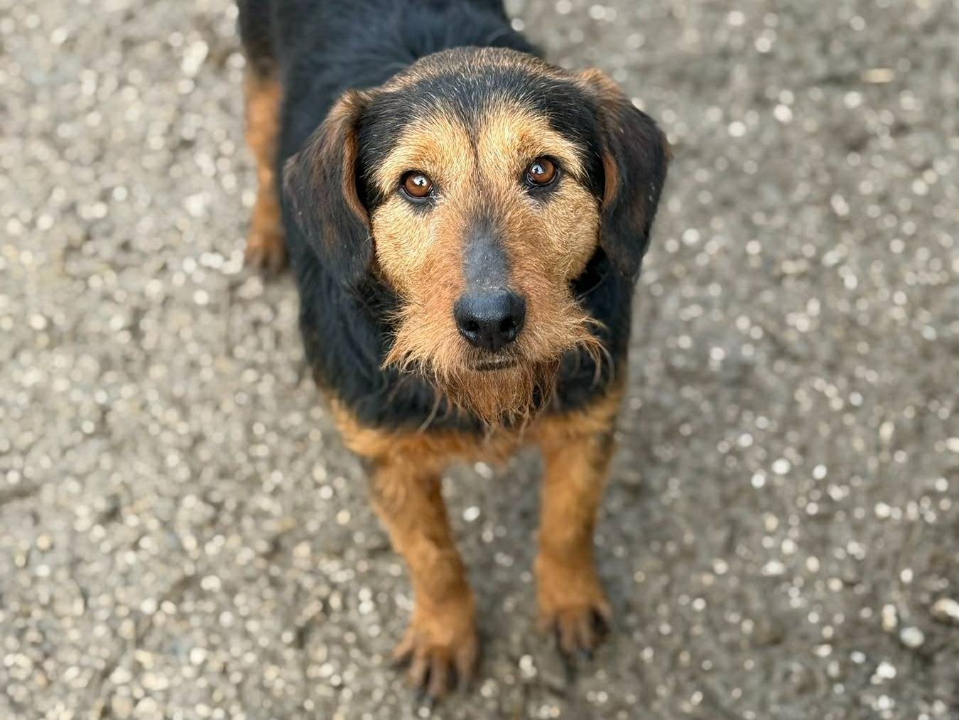 Vuoi adottare un cane a Firenze?