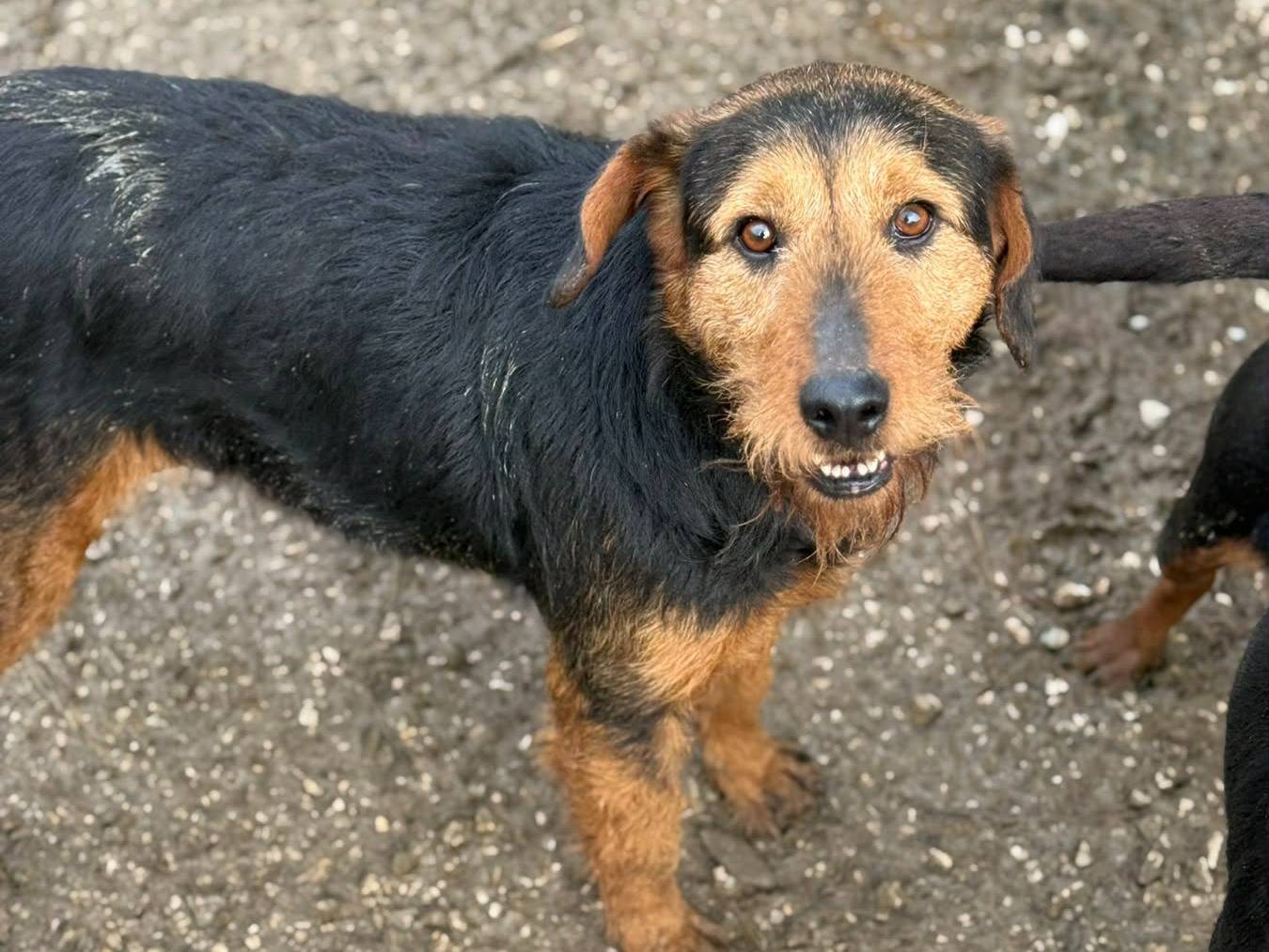 Adotta il cane TARO a Firenze