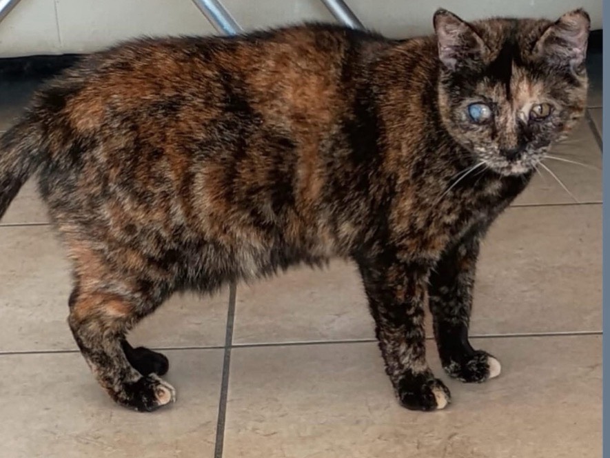 Adotta un gatto, femmina, 2 anni e 8 mesi, Verona