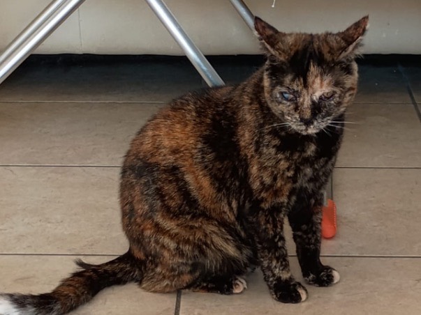 Adozione gatto, femmina, Razza sconosciuta Razza sconosciuta, 2 anni e 8 mesi, taglia non valida, Verona