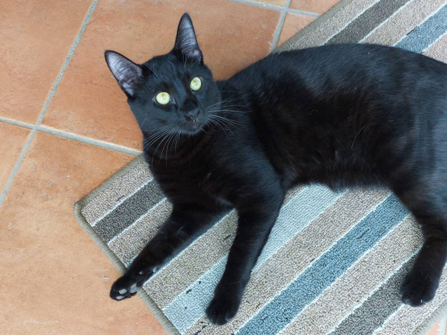 Adozione gatto, maschio, Razza sconosciuta Razza sconosciuta, 9 mesi, taglia non valida, Lodi